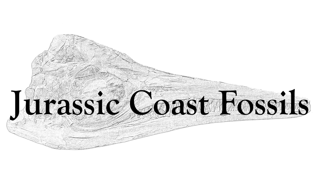 Jurassic Coast Fossils logo