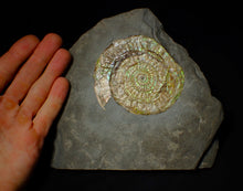 Load image into Gallery viewer, Large green iridescent Caloceras display ammonite (90mm)