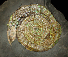 Load image into Gallery viewer, Large green iridescent Caloceras display ammonite (90mm)