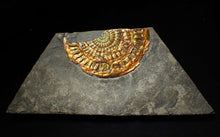 Load image into Gallery viewer, Large copper and gold iridescent Caloceras display ammonite