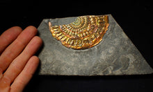 Load image into Gallery viewer, Large copper and gold iridescent Caloceras display ammonite