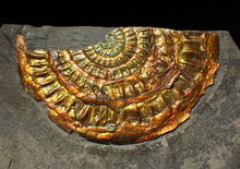 Load image into Gallery viewer, Large copper and gold iridescent Caloceras display ammonite