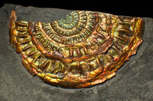 Load image into Gallery viewer, Large copper and gold iridescent Caloceras display ammonite