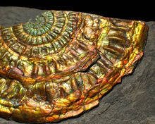 Load image into Gallery viewer, Large copper and gold iridescent Caloceras display ammonite