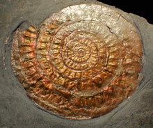 Load image into Gallery viewer, Large complete copper iridescent Caloceras display ammonite