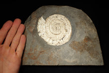 Load image into Gallery viewer, Large 108 mm pearlescent Caloceras display ammonite fossil