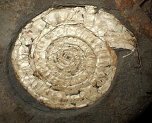 Load image into Gallery viewer, Large 108 mm pearlescent Caloceras display ammonite fossil