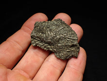 Load image into Gallery viewer, Detailed pyrite crinoid fossil (48 mm) Pentacrinites