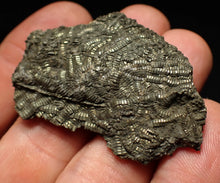 Load image into Gallery viewer, Detailed pyrite crinoid fossil (48 mm) Pentacrinites