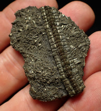 Load image into Gallery viewer, Detailed pyrite crinoid fossil (48 mm) Pentacrinites