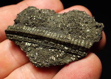 Load image into Gallery viewer, Detailed pyrite crinoid fossil (48 mm) Pentacrinites