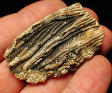 Load image into Gallery viewer, Detailed crinoid head fossil (50 mm) Pentacrinites fossilis