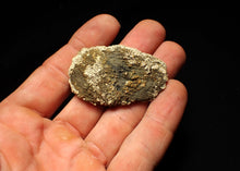 Load image into Gallery viewer, Detailed crinoid head fossil (50 mm) Pentacrinites fossilis