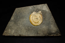 Load image into Gallery viewer, Complete 50mm green & orange iridescent Caloceras display ammonite fossil
