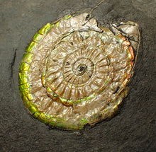 Load image into Gallery viewer, Complete 50mm green & orange iridescent Caloceras display ammonite fossil