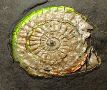 Load image into Gallery viewer, Complete 50mm green & orange iridescent Caloceras display ammonite fossil
