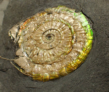 Load image into Gallery viewer, Complete 50mm green & orange iridescent Caloceras display ammonite fossil
