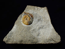 Load image into Gallery viewer, Calcite Promicroceras ammonite fossil display piece (21mm)