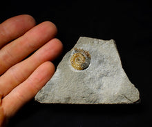 Load image into Gallery viewer, Calcite Promicroceras ammonite fossil display piece (21mm)