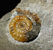 Load image into Gallery viewer, Calcite Promicroceras ammonite fossil display piece (21mm)