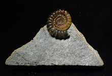 Load image into Gallery viewer, Calcite Promicroceras ammonite fossil display piece (23 mm)
