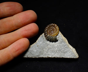 Calcite Promicroceras ammonite fossil display piece (23 mm)