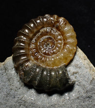 Load image into Gallery viewer, Calcite Promicroceras ammonite fossil display piece (23 mm)
