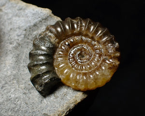 Calcite Promicroceras ammonite fossil display piece (23 mm)
