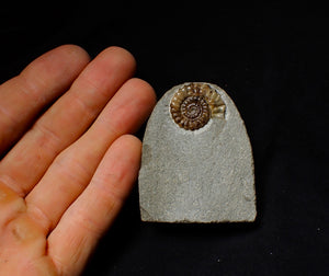 Calcite Promicroceras ammonite display piece (23 mm)