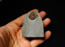 Load image into Gallery viewer, Calcite Promicroceras ammonite display piece (23 mm)
