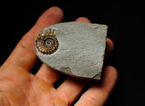Calcite Promicroceras ammonite display piece (23 mm)