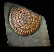Load image into Gallery viewer, Large Copper iridescent Caloceras display ammonite