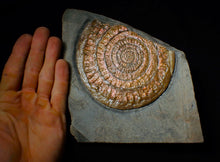 Load image into Gallery viewer, Large Copper iridescent Caloceras display ammonite