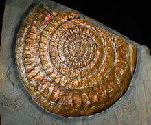 Load image into Gallery viewer, Large Copper iridescent Caloceras display ammonite