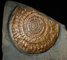 Load image into Gallery viewer, Large Copper iridescent Caloceras display ammonite