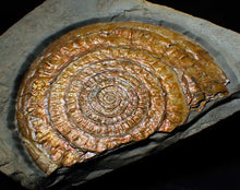 Load image into Gallery viewer, Large Copper iridescent Caloceras display ammonite