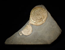 Load image into Gallery viewer, Large pearlescent double-Caloceras display ammonite fossil