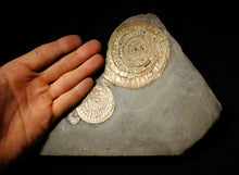 Load image into Gallery viewer, Large pearlescent double-Caloceras display ammonite fossil
