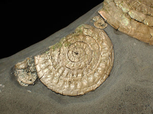 Large pearlescent double-Caloceras display ammonite fossil