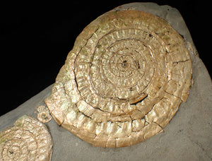 Large pearlescent double-Caloceras display ammonite fossil