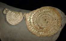 Load image into Gallery viewer, Large pearlescent double-Caloceras display ammonite fossil

