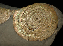 Load image into Gallery viewer, Large pearlescent double-Caloceras display ammonite fossil