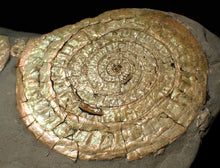Load image into Gallery viewer, Large pearlescent double-Caloceras display ammonite fossil