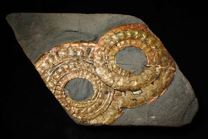 Large iridescent double-Caloceras display ammonite fossil