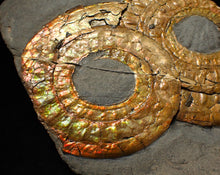 Load image into Gallery viewer, Large iridescent double-Caloceras display ammonite fossil
