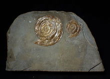 Load image into Gallery viewer, Multi-Psiloceras ammonite fossil display piece
