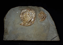 Load image into Gallery viewer, Multi-Psiloceras ammonite fossil display piece