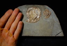 Load image into Gallery viewer, Multi-Psiloceras ammonite fossil display piece
