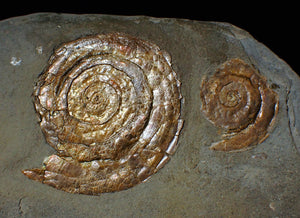 Multi-Psiloceras ammonite fossil display piece