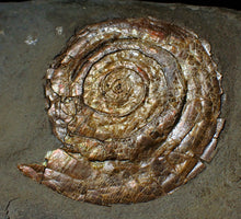 Load image into Gallery viewer, Multi-Psiloceras ammonite fossil display piece
